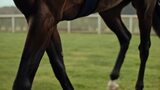 longchamp-marcelgitard
